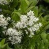 Liguster (Ligustrum Japonicum) -Tuinplanten Winkel ligustrum japonicumv01