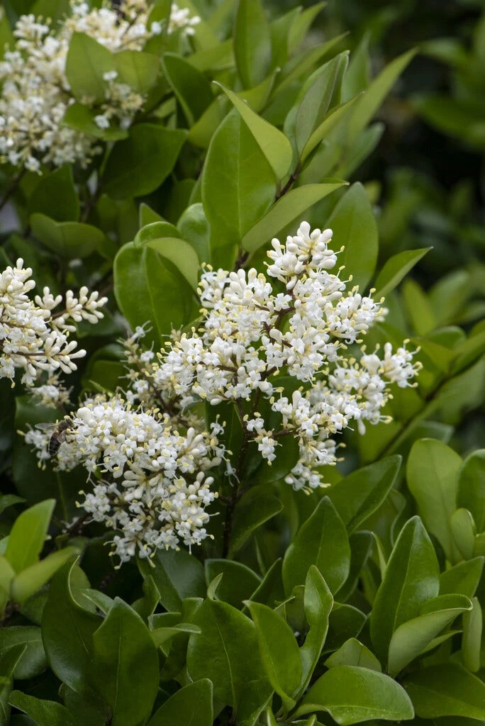 Liguster (Ligustrum Japonicum) 3 Liguster (Ligustrum Japonicum)