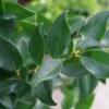 Liguster (Ligustrum Japonicum 'Texanum') -Tuinplanten Winkel ligustrum texanum lm01