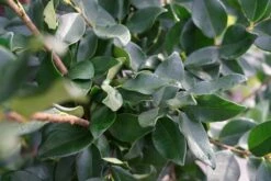 Liguster (Ligustrum Japonicum 'Texanum') -Tuinplanten Winkel ligustrum texanum lm02
