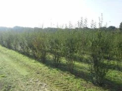 Liguster (Ligustrum Vulgare 'Atrovirens') -Tuinplanten Winkel ligustrum atrovirens