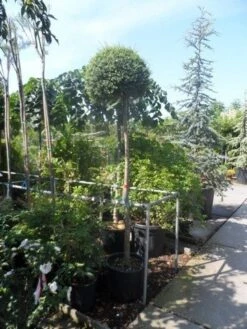 Bolliguster (Ligustrum Delavayanum) -Tuinplanten Winkel ligustrum delavayanum 12 14ho cont