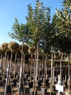 Liguster Als Boom (Ligustrum Japonicum) 13 Liguster Als Boom (Ligustrum Japonicum) -Tuinplanten Winkel ligustrum japonicum 10 12