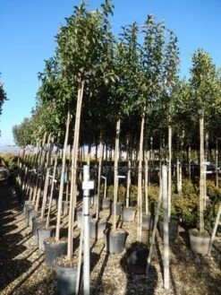 Liguster Als Boom (Ligustrum Japonicum) 12 Liguster Als Boom (Ligustrum Japonicum) -Tuinplanten Winkel ligustrum japonicum 10 12 2