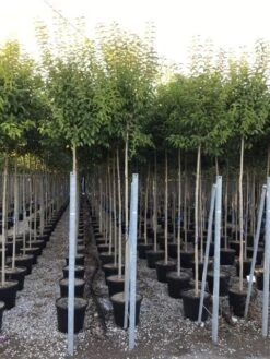 Liguster Als Boom (Ligustrum Japonicum) 15 Liguster Als Boom (Ligustrum Japonicum) -Tuinplanten Winkel ligustrum japonicum 10 12 c30