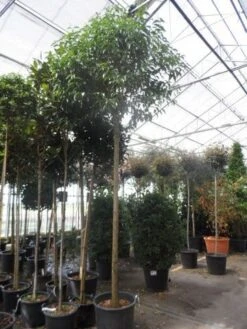 Liguster Als Boom (Ligustrum Japonicum) 11 Liguster Als Boom (Ligustrum Japonicum) -Tuinplanten Winkel ligustrum japonicum 16 18 20ho c70