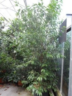 Liguster (Ligustrum Japonicum) 9 Liguster (Ligustrum Japonicum) -Tuinplanten Winkel ligustrum japonicum 200 250 c70