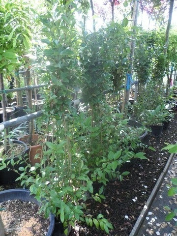 Liguster (Ligustrum Japonicum) 5 Liguster (Ligustrum Japonicum) - Afbeelding 3