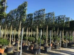 Liguster Als Leiboom (Ligustrum Japonicum) NU EXTRA VOORDELIG -Tuinplanten Winkel ligustrum japonicum leiboom 16 18cm
