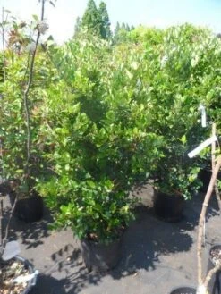 Liguster (Ligustrum Japonicum 'Texanum') -Tuinplanten Winkel ligustrum japonicum texanum 125 150 175 c35