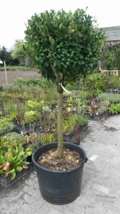 Liguster Op Stam (Ligustrum Japonicum 'Texanum') -Tuinplanten Winkel ligustrum texanum extra groot