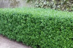 Liguster (Ligustrum Vulgare 'Atrovirens')