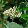 Wilde Liguster (Ligustrum Vulgare) -Tuinplanten Winkel ligustrumvulgarebloeiv01