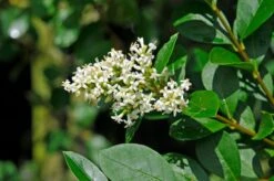 Wilde Liguster (Ligustrum Vulgare)