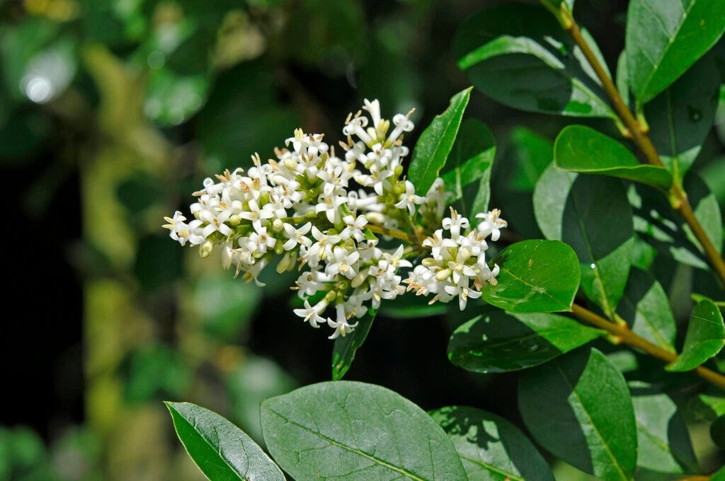 Wilde Liguster (Ligustrum Vulgare) 3 Wilde Liguster (Ligustrum Vulgare)
