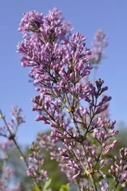 Sering (Syringa Chinensis 'Lilac Sunday')