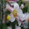 Konings Lelie (Lilium Regale) 2 Konings Lelie (Lilium Regale) -Tuinplanten Winkel lilium regale 2
