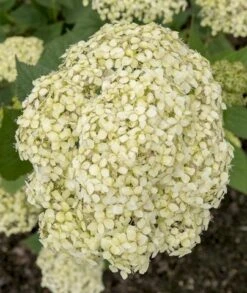 Hortensia (Hydrangea 'Lime Rickey') -Tuinplanten Winkel lime rickey 1