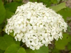 Hortensia (Hydrangea 'Lime Rickey') -Tuinplanten Winkel lime rickey 2