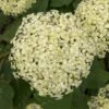 Hortensia (Hydrangea 'Lime Rickey') -Tuinplanten Winkel lime rickey 3