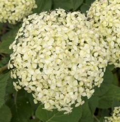 Hortensia (Hydrangea 'Lime Rickey') -Tuinplanten Winkel lime rickey 4