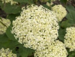 Hortensia (Hydrangea 'Lime Rickey') -Tuinplanten Winkel lime rickey 5