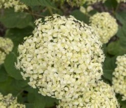 Hortensia (Hydrangea 'Lime Rickey') -Tuinplanten Winkel lime rickey 6