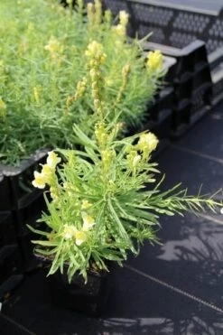 Vlasleuwebekje (Linaria Vulgaris) -Tuinplanten Winkel linaria vulgaris