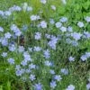 Vlas (Linum Perenne) 2 Vlas (Linum Perenne) -Tuinplanten Winkel linum perenne