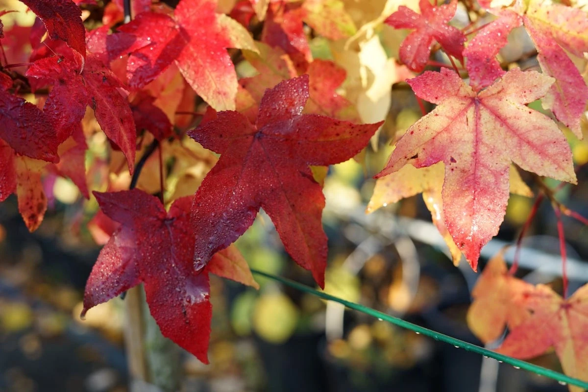 Amberboom (Liquidambar Styraciflua) 8 Amberboom (Liquidambar Styraciflua) - Afbeelding 6