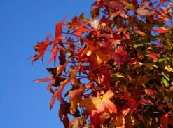 Amberboom (Liquidambar Styraciflua) 20 Amberboom (Liquidambar Styraciflua) -Tuinplanten Winkel liquidambar styraciflua herfstblad lm09