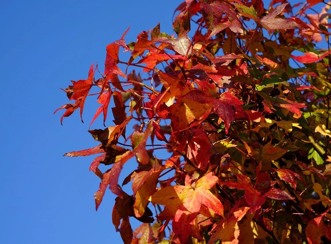 Amberboom (Liquidambar Styraciflua) 7 Amberboom (Liquidambar Styraciflua) - Afbeelding 5