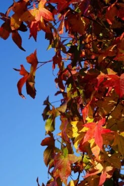 Amberboom (Liquidambar Styraciflua) 22 Amberboom (Liquidambar Styraciflua) -Tuinplanten Winkel liquidambar styraciflua herfstblad lm10