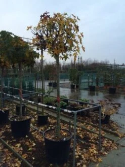 Amberboom (Liquidambar 'Gum Ball') -Tuinplanten Winkel liquidambar gum ball 1618