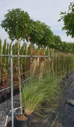 Amberboom (Liquidambar 'Gum Ball') -Tuinplanten Winkel liquidambar gum ball 2