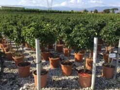 Amberboom Op Stam (Liquidambar 'Gum Ball') 24 Amberboom Op Stam (Liquidambar 'Gum Ball') -Tuinplanten Winkel liquidambar gum ball 50cm stam