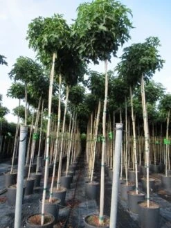 Amberboom (Liquidambar 'Gum Ball') -Tuinplanten Winkel liquidambar gum ball 6 8 2