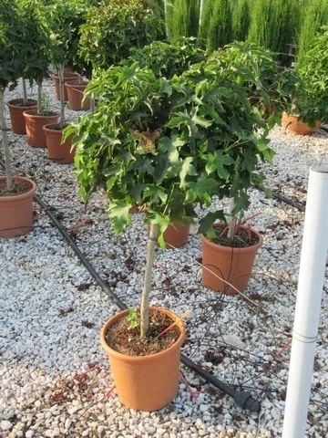 Amberboom Op Stam (Liquidambar 'Gum Ball') 11 Amberboom Op Stam (Liquidambar 'Gum Ball') - Afbeelding 9