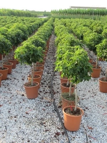 Amberboom Op Stam (Liquidambar 'Gum Ball') 12 Amberboom Op Stam (Liquidambar 'Gum Ball') - Afbeelding 10