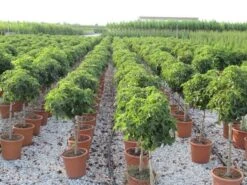 Amberboom Op Stam (Liquidambar 'Gum Ball') 27 Amberboom Op Stam (Liquidambar 'Gum Ball') -Tuinplanten Winkel liquidambar gum ball 80 cm stam 4