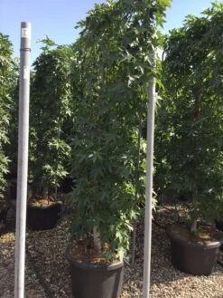 Amberboom Als Leivorm (Liquidambar Styraciflua) 33 Amberboom Als Leivorm (Liquidambar Styraciflua) -Tuinplanten Winkel liquidambar lage leivorm c60 1