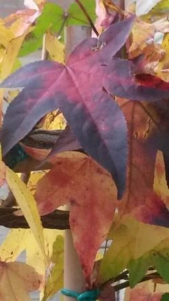 Amberboom Als Leiboom (Liquidambar Styraciflua) -Tuinplanten Winkel liquidambar leiboom 2 1