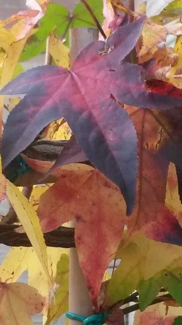 Amberboom Als Leivorm (Liquidambar Styraciflua) 14 Amberboom Als Leivorm (Liquidambar Styraciflua) - Afbeelding 12