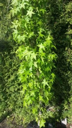 Amberboom (Liquidambar Styraciflua 'Slender Silhouette') -Tuinplanten Winkel liquidambar slender silhouette 1