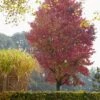 Amberboom (Liquidambar Styraciflua 'Worplesdon')