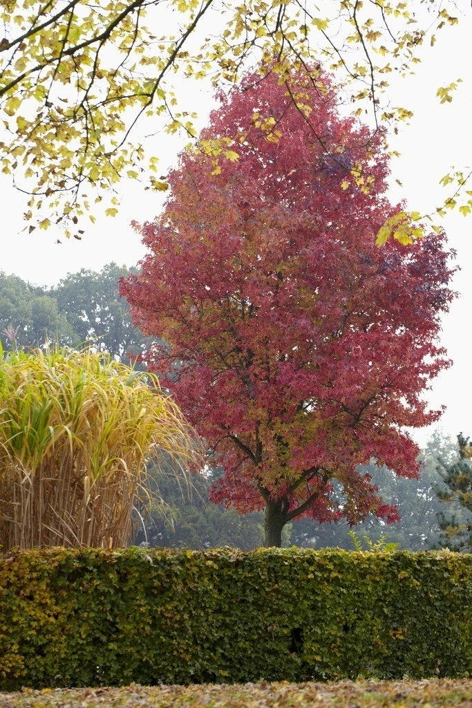 Amberboom (Liquidambar Styraciflua) 4 Amberboom (Liquidambar Styraciflua) - Afbeelding 2