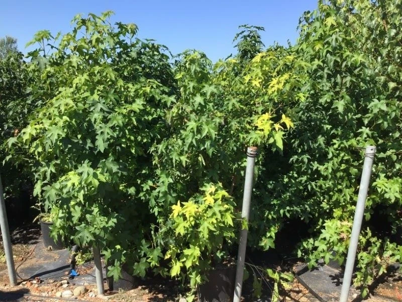 Meerstammige Amberboom (Liquidambar Styraciflua) 16 Meerstammige Amberboom (Liquidambar Styraciflua) - Afbeelding 14