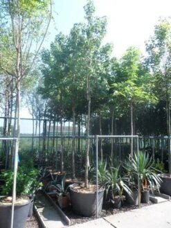 Amberboom (Liquidambar Styraciflua) 28 Amberboom (Liquidambar Styraciflua) -Tuinplanten Winkel liquidambar styraciflua 16 18ho cont