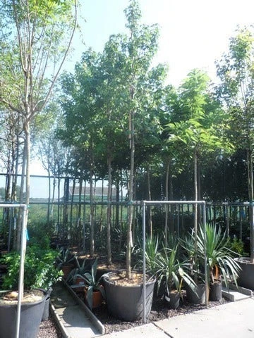 Amberboom (Liquidambar Styraciflua) 15 Amberboom (Liquidambar Styraciflua) - Afbeelding 13