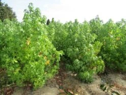 Amberboom Als Struik (Liquidambar Styraciflua) -Tuinplanten Winkel liquidambar styraciflua 17 200